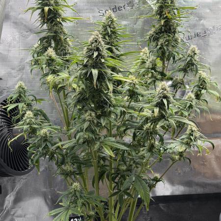 Getting Frosty with the Boys