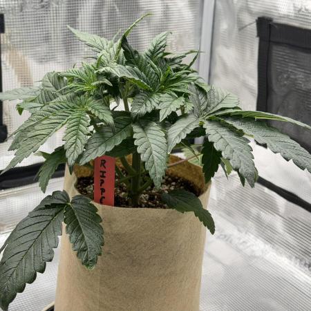 Baby Momma - Spain's Medicinal - Ripper