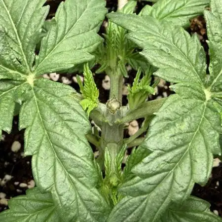 Baby Momma - Spain's Medicinal - Oracle