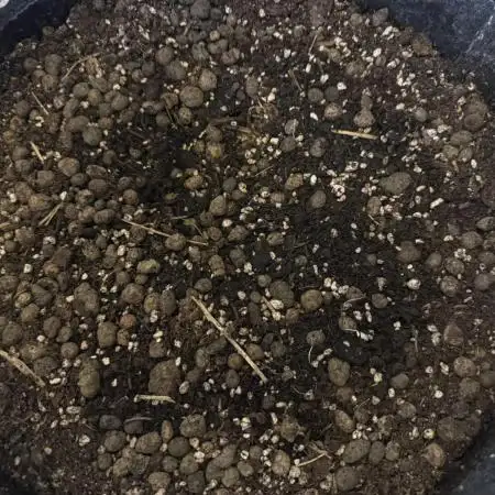 Vermicompost
