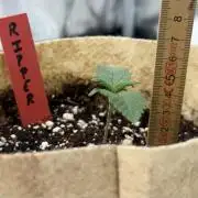 Baby Momma - Spain's Medicinal - Ripper