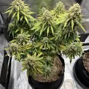 Getting Frosty with the Boys