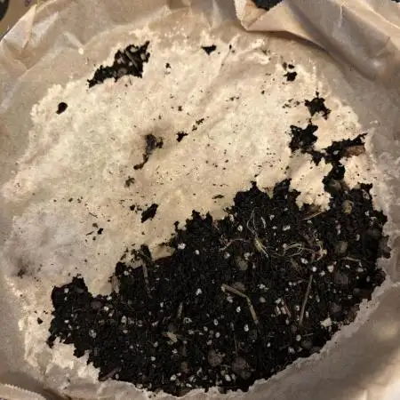 Vermicompost