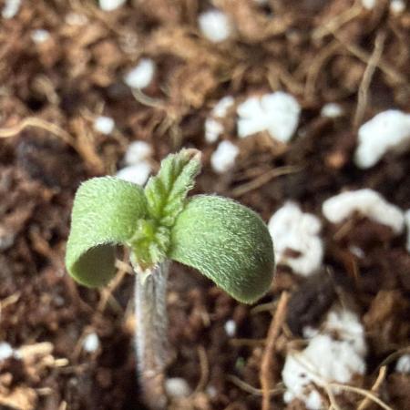 Baby Momma - Spain's Medicinal - Oracle