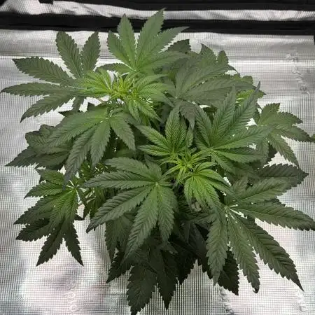 Baby Momma - Cherry Cola Auto RF3