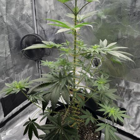 Pink Gelato (new 2025 release)