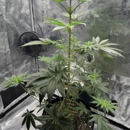 Pink Gelato (new 2025 release)