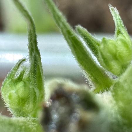 DPGC 2025 - Orange Bud 2.0 (OB1)