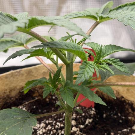 Baby Momma - Spain's Medicinal - Ripper