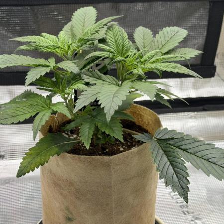 Baby Momma - Cherry Cola Auto RF3