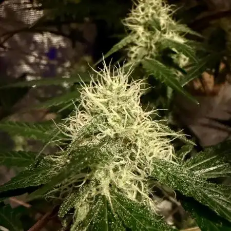 Pink Gelato (new 2025 release)
