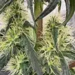 Pink Gelato (new 2025 release)