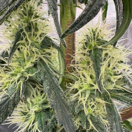 Pink Gelato (new 2025 release)
