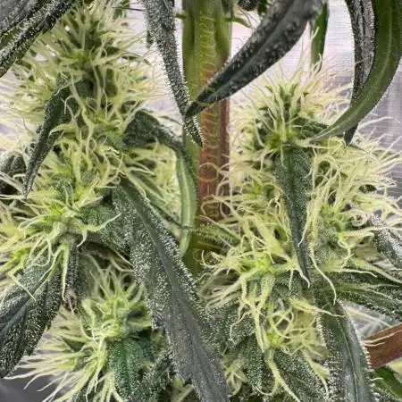 Pink Gelato (new 2025 release)