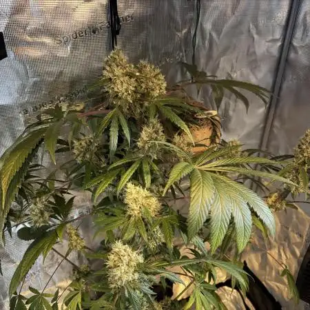 Pink Gelato (new 2025 release)