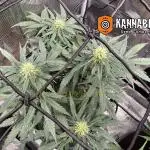 Kickass Auto