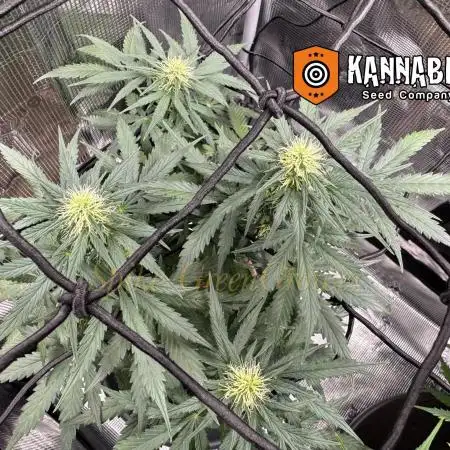 Kickass Auto