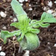 Friki Nana #112 - the Mutant