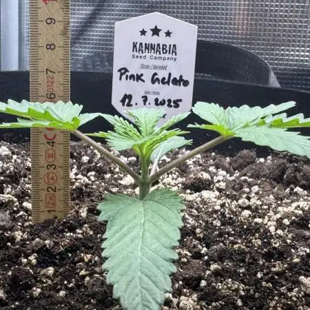 Pink Gelato (new 2025 release)