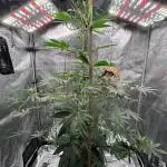 Pink Gelato (new 2025 release)