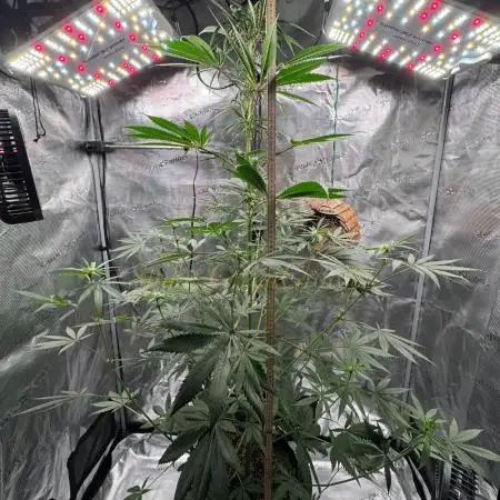 Pink Gelato (new 2025 release)