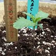 Baby Momma - Spain's Medicinal - Oracle