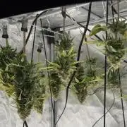 Getting Frosty with the Boys