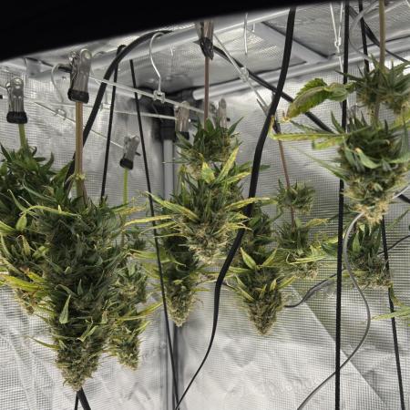 Getting Frosty with the Boys