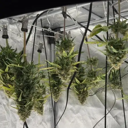 Getting Frosty with the Boys