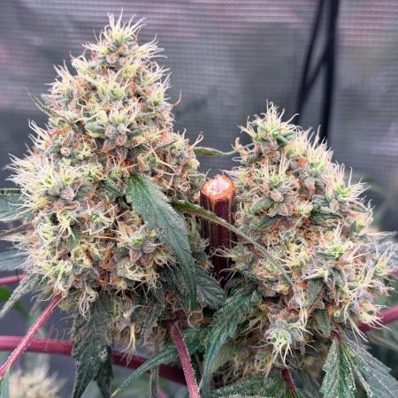 Pink Gelato (new 2025 release)