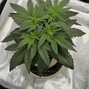 Baby Momma - Spain's Medicinal - Oracle