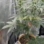Kickass Auto