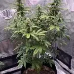 Getting Frosty with the Boys