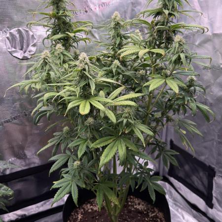 Getting Frosty with the Boys