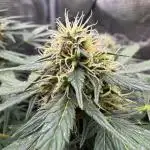 Kickass Auto