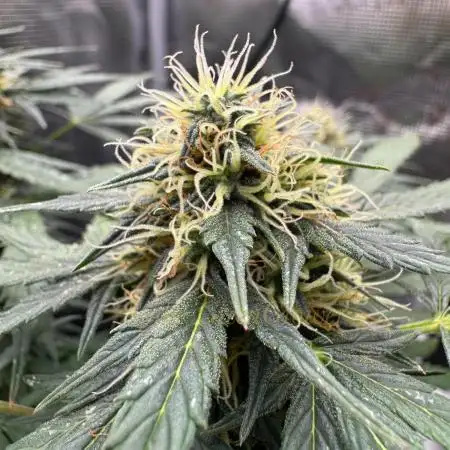 Kickass Auto