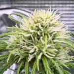 Getting Frosty with the Boys