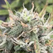 Getting Frosty with the Boys