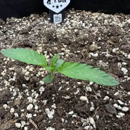 Pink Gelato (new 2025 release)