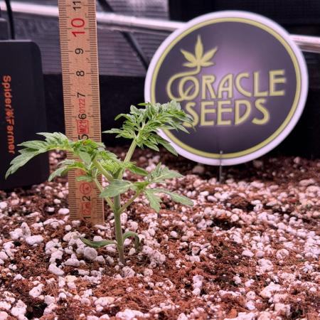 Friki Nana #112 - the Mutant