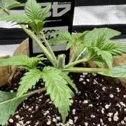 Baby Momma - Cherry Cola Auto RF3