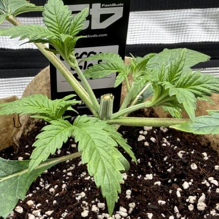 Baby Momma - Cherry Cola Auto RF3