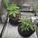 Sensi Amnesia Second Indoor Grow
