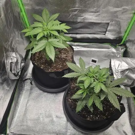 Sensi Amnesia Second Indoor Grow