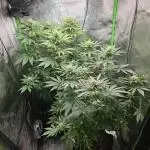 Sensi Amnesia Second Indoor Grow