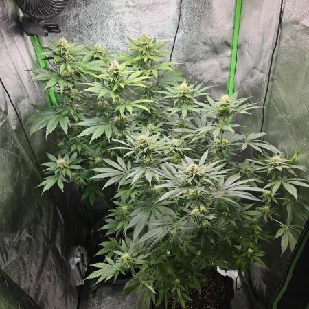 Sensi Amnesia Second Indoor Grow