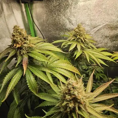 Sensi Amnesia Second Indoor Grow