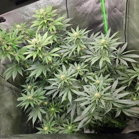 Sensi Amnesia Second Indoor Grow