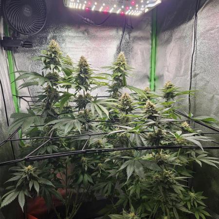 Sensi Amnesia Second Indoor Grow