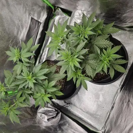 Sensi Amnesia Second Indoor Grow